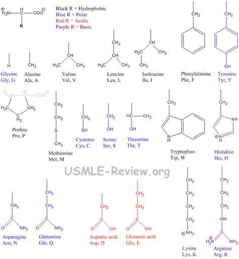 [DIAGRAM] Essential Amino Acids Diagram - MYDIAGRAM.ONLINE