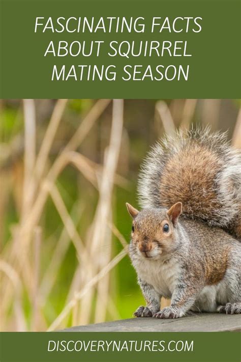 Fascinating Facts About Squirrel Mating Season