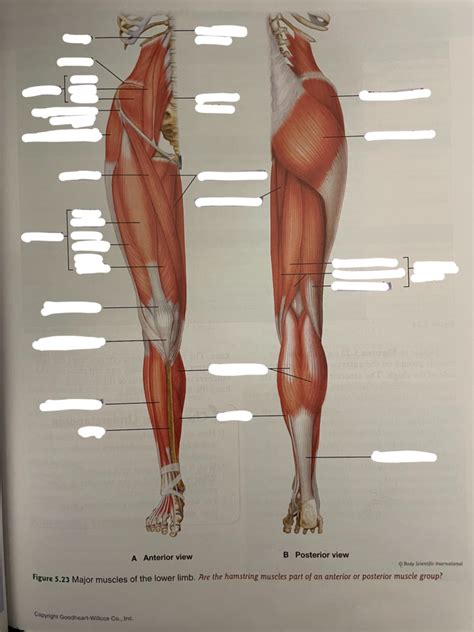 muscle diagram- lower limbs Diagram | Quizlet