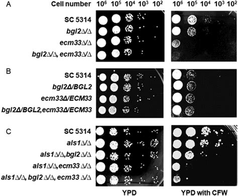 Full Article Candida Albicans Bgl2p Ecm33p And Als1p Proteins Are Involved In Adhesion To