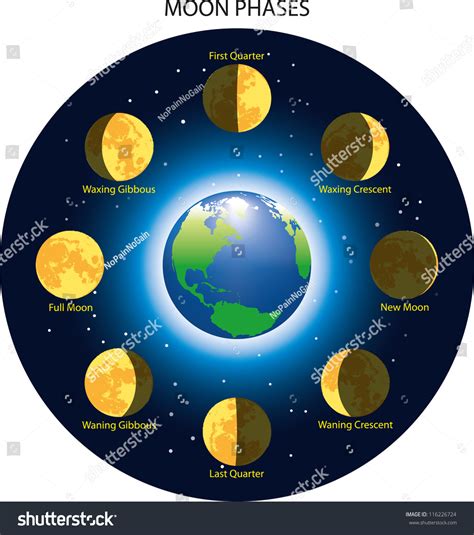 Basic Phases Moon Vector Illustration Stock Vector Royalty Free