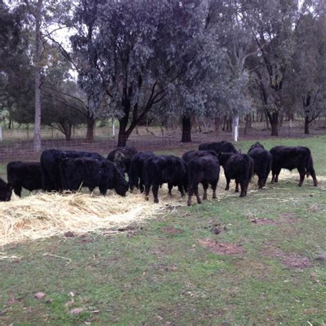 Breeding Commercial Lowline Beef Cattle Alca