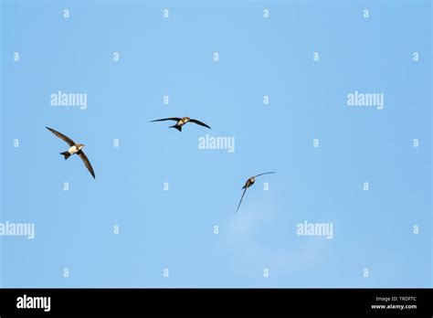 Alpine swift (Apus melba, Tachymarptis melba), flying, Germany Stock ...