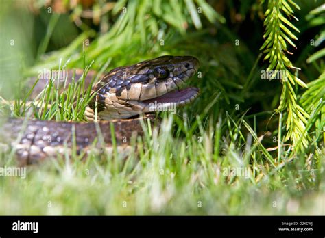 Common Garter Snake Thamnophis Sirtalis Close Up With Mouth Open In