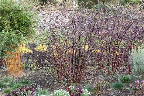 Images Rubus Niveus Images Of Plants And Gardens Botanikfoto