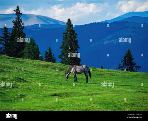 Hengst Auf Einer Blumenwiese Fotos Und Bildmaterial In Hoher