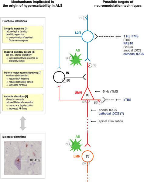 Frontiers | Brain Stimulation as a Therapeutic Tool in Amyotrophic ...