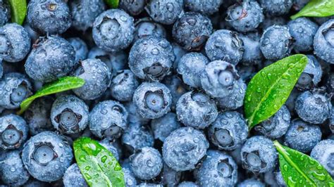 O Que É Mirtilo Fruta - Mirtilo: confira os benefícios da fruta para a saúde