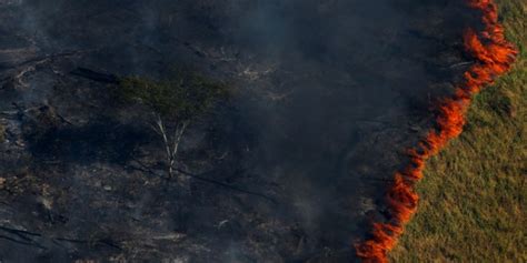 Incendios En El Amazonas Causas Y Cuál Será El Daño Ambiental