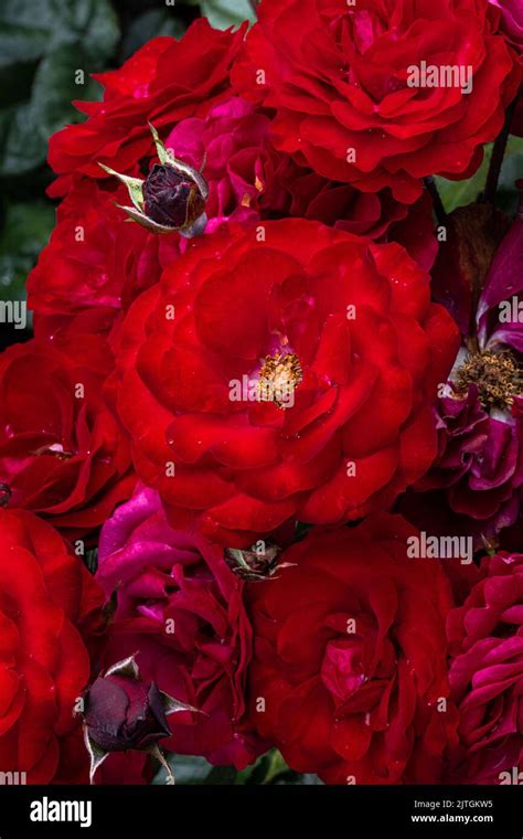 Flowers Of ‘europeana Rose Stock Photo Alamy