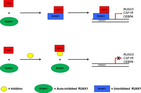 Small Molecule Inhibitor Of Cbf Runx Binding For Runx Transcription