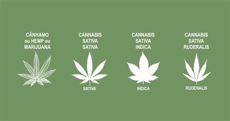 As Variedades Da Ind Stria Do C Nhamo Soucannabis