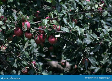 Apple Idared On A Branch Of A Tree Stock Image Image Of Idared