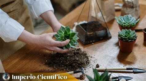 Como Trasplantar Una Planta Suculenta Consejos Y Trucos