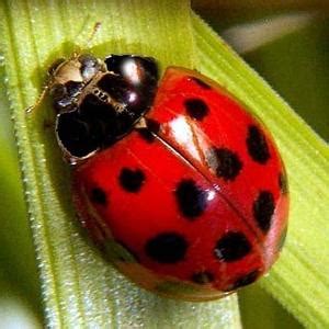 Lady Bugs | Atlanta Pest Control