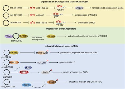 Recent Advances In Crosstalk Between N6 Methyladenosine M6A