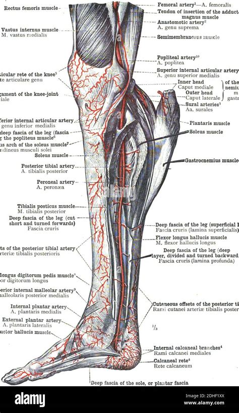 Anterior Tibial Artery Cadaver