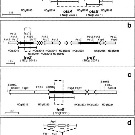 PDF Genetic Dissection Of Trehalose Biosynthesis In Corynebacterium