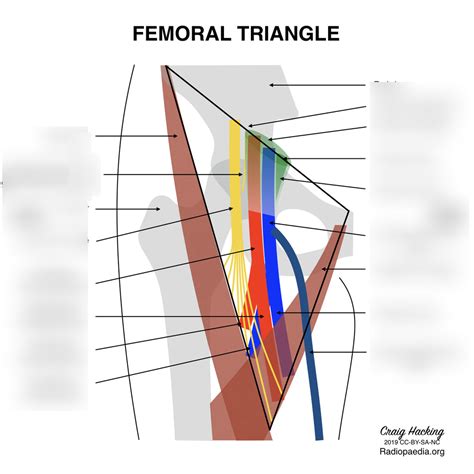 Femoral Triangle Diagram Quizlet