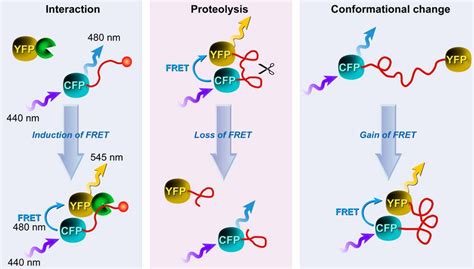 Three Possible Approaches For Developing Fret Biosensors Based On 183