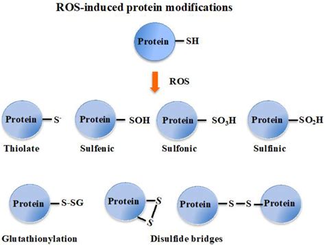 Antioxidants Free Full Text The Glutathione System A Journey From