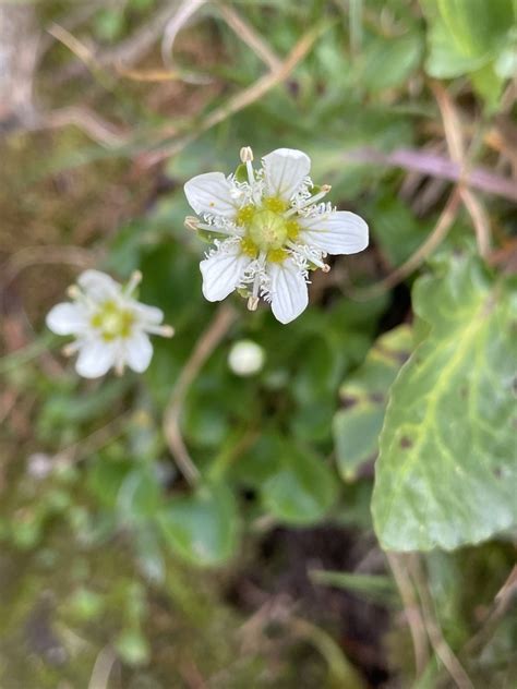 Fringed Grass Of Parnassus From Shoshone National Forest Cody Wy Us