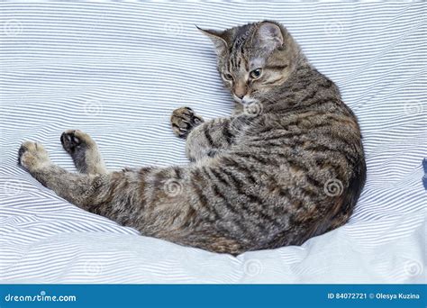 Cat Curled Up Stock Image Image Of Striped Beautiful