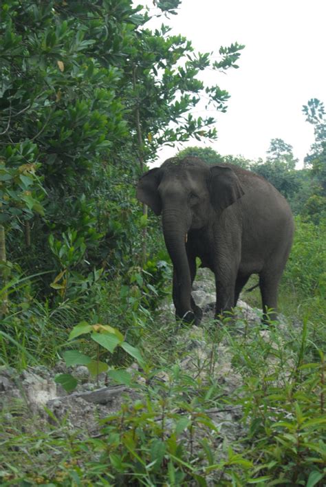 Gajah Sumatera yang Nyaris Punah - @Anton_Kisya