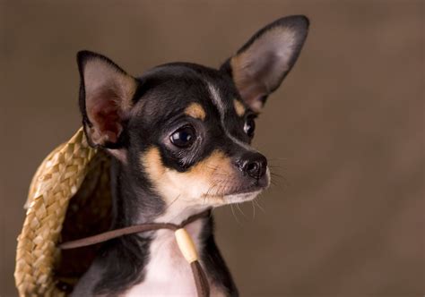 Little-known Facts About the Chihuahua-Rat Terrier Mix - DogAppy