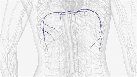 Premium Photo | The inferior phrenic veins drain the diaphragm and ...