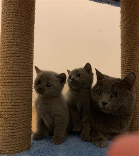 British Shorthair satılık yavru kediler