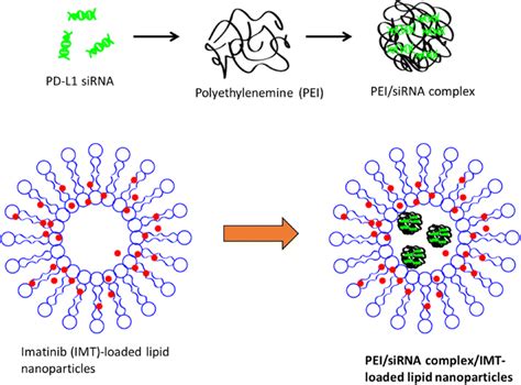 Schematic Illustration Of Preparation Of Sirna Pei Complex And Its