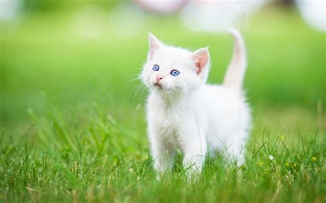 Cute Little Cats Wallpapers - Wallpaper Cave