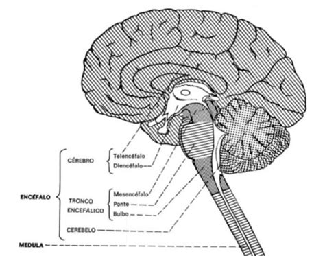 Resumo Sobre Anatomia Do C Rebro Sanarmed