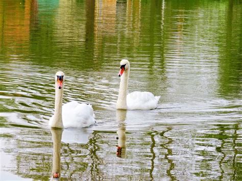 Mute Swan Cygnus Olor Stock Photo Image Of Natural