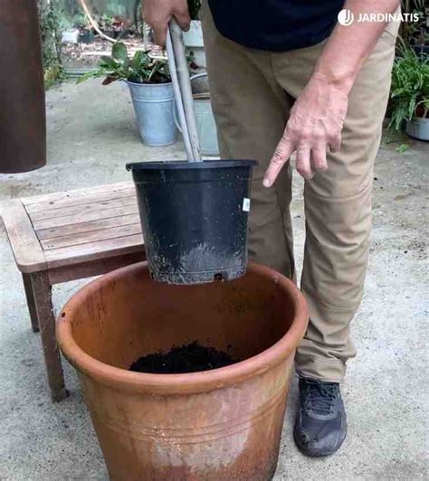 Guía para el cuidado del olivo en maceta