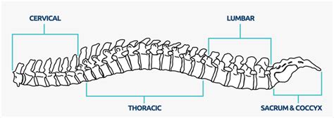 Horizontal Spine Illustration Hd Png Download Kindpng