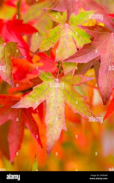 Liquidambar Tree Hi Res Stock Photography And Images Alamy