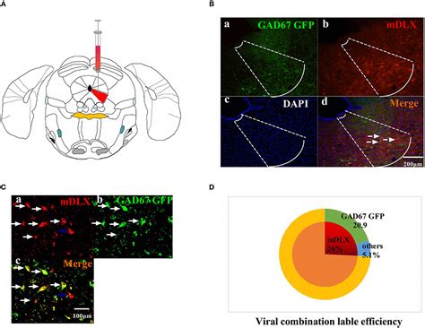 Frontiers Inhibition Of GABAergic Neurons And Excitation Of