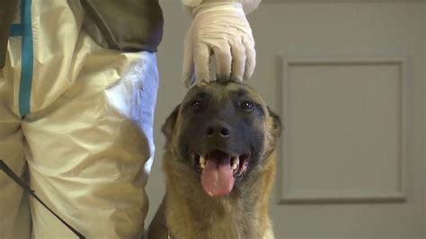 Vierbeiniger Test für Airports Hunde erschnüffeln Corona in kürzester