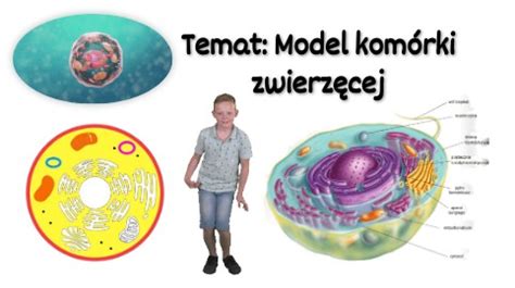 3 Model komórki zwierzęcej