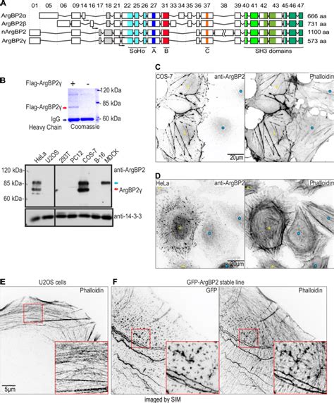 ArgBP2 Localizes To Actin Stress Fibers A Schematic Exon Map Of