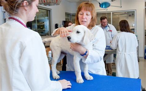 NC State Veterinary Hospital | Veterinary hospital, Small pets, Veterinary