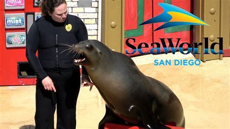 Sea Lions Live Full Show At Seaworld San Diego 2022 Youtube