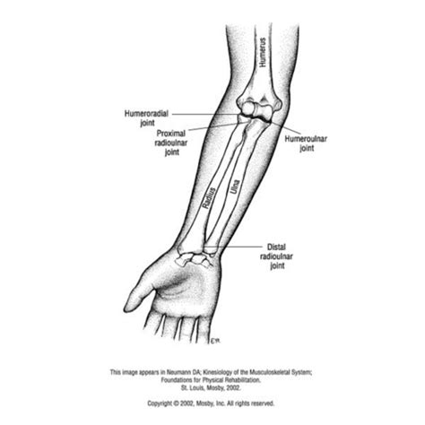 WEEK 9 Functional Anatomy Of Elbow Flashcards Quizlet