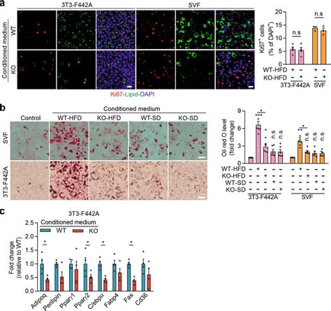 Effect Of Conditioned Medium From VWAT Adipocytes On Preadipocyte