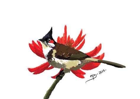 merbah jambul  hizbullahepy  deviantart