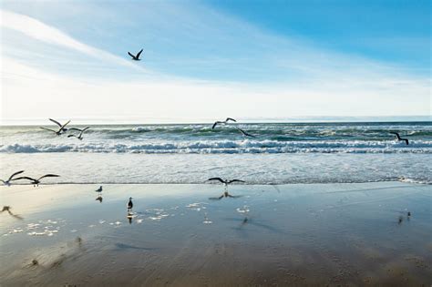 Pemandangan Laut Dan Kawanan Burung Samudra Badai Dan Latar Belakang