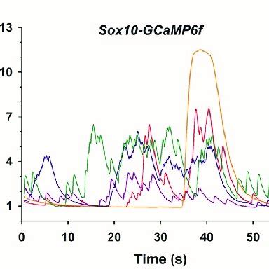 Comparison Of Brightfield And Fluorescence Images Of Calcium Green 1