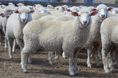 Lot Mixed Sex Store Lambs Auctionsplus